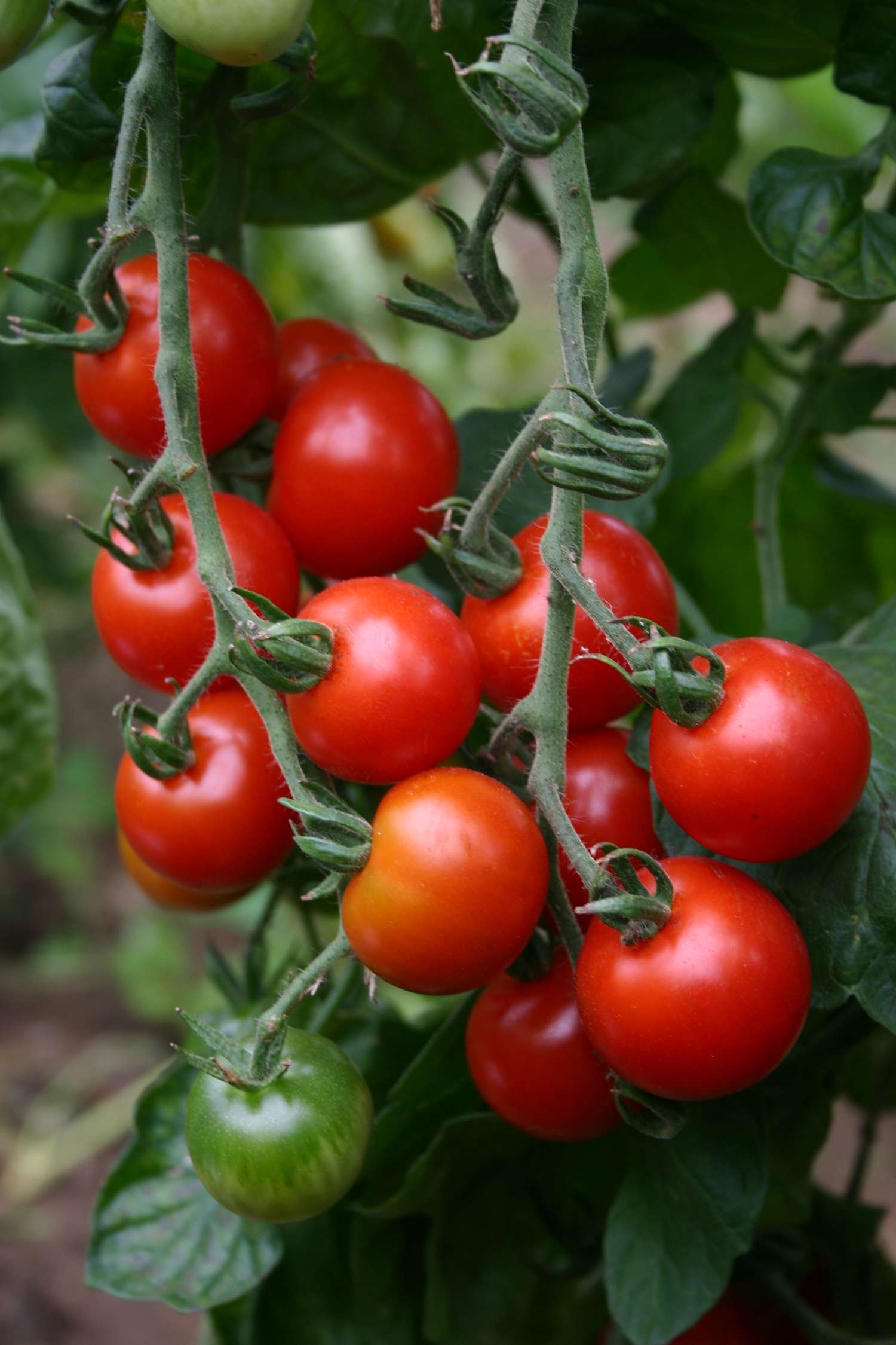 Tomate cerise 'Sweetie' (graines BIO)